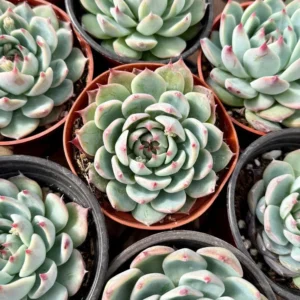 Echeveria Colorata Succulent Plant 4'' Pot