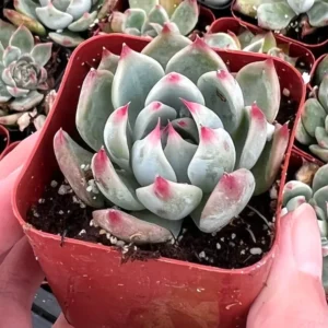 Echeveria Colorata Succulent Plant 4'' Pot