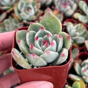 Echeveria Colorata Succulent Plant 4'' Pot