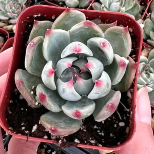 Echeveria Colorata Succulent Plant 4'' Pot