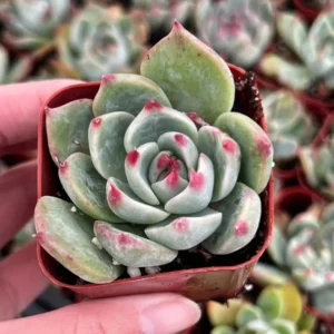 Echeveria Colorata Succulent Plant 4'' Pot