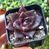 Echeveria Dionysos Rare Succulent Live Plant 2'' Pot