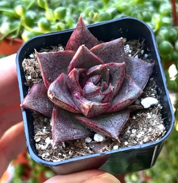 Echeveria Dionysos Rare Succulent Live Plant 2'' Pot