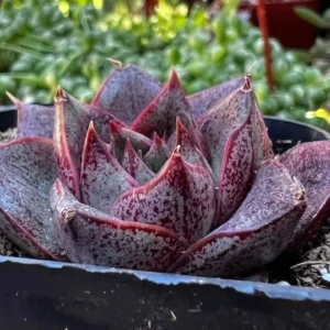 Echeveria Dionysos Rare Succulent Live Plant 2'' Pot