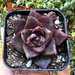 Echeveria Dionysos Rare Succulent Live Plant 2'' Pot