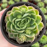 Echeveria Lime n' Chile Live Succulent Plant 4 inch Pot