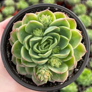 Echeveria Lime n' Chile Live Succulent Plant 4 inch Pot