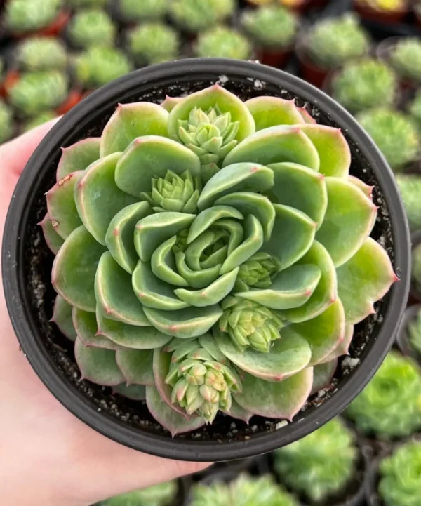 Echeveria Lime n' Chile Live Succulent Plant 4 inch Pot
