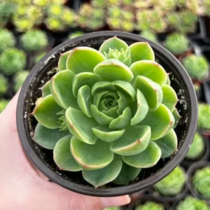Echeveria Lime n' Chile Live Succulent Plant 4 inch Pot