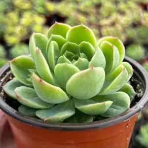 Echeveria Lime n' Chile Live Succulent Plant 4 inch Pot