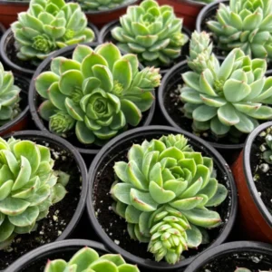 Echeveria Lime n' Chile Live Succulent Plant 4 inch Pot