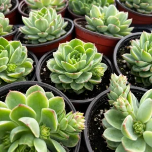 Echeveria Lime n' Chile Live Succulent Plant 4 inch Pot