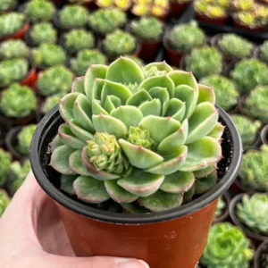 Echeveria Lime n' Chile Live Succulent Plant 4 inch Pot