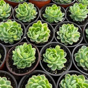 Echeveria Lime n' Chile Live Succulent Plant 4 inch Pot
