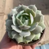 Echeveria Lola Rooted Succulent - 4'' Pot - Easy Care Drought Tolerant Plant