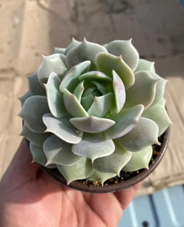 Echeveria Lola Rooted Succulent - 4'' Pot - Easy Care Drought Tolerant Plant
