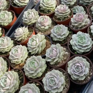 Echeveria Lola Rooted Succulent - 4'' Pot - Easy Care Drought Tolerant Plant