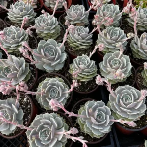 Echeveria Lola Rooted Succulent - 4'' Pot - Easy Care Drought Tolerant Plant