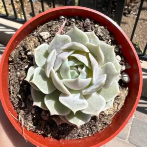 Echeveria Lola Rooted Succulent - 4'' Pot - Easy Care Drought Tolerant Plant