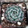 Echeveria Minima Live Succulent 2 inch pot Small Succulents