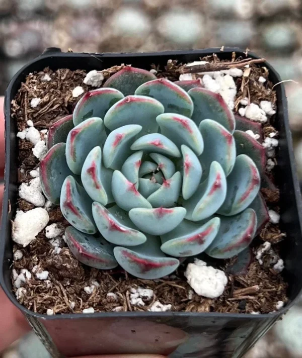 Echeveria Minima Live Succulent 2 inch pot Small Succulents