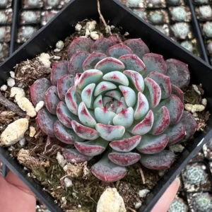Echeveria Minima Live Succulent 2 inch pot Small Succulents