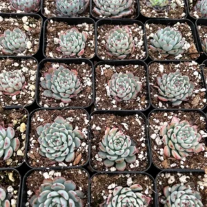 Echeveria Minima Live Succulent 2 inch pot Small Succulents