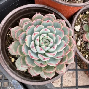 Echeveria Minima Live Succulent 2 inch pot Small Succulents