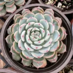 Echeveria Minima Live Succulent 2 inch pot Small Succulents