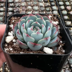 Echeveria Minima Live Succulent 2 inch pot Small Succulents