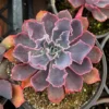 Echeveria Neon Breaker - Pink Curly Leaves Succulent 4 inch Pot