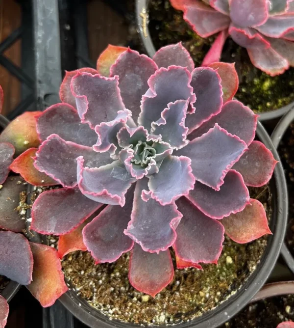 Echeveria Neon Breaker - Pink Curly Leaves Succulent 4 inch Pot