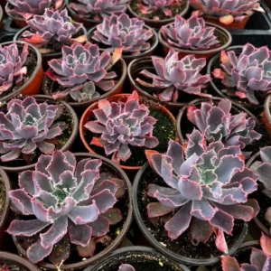 Echeveria Neon Breaker - Pink Curly Leaves Succulent 4 inch Pot