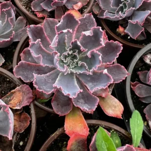 Echeveria Neon Breaker - Pink Curly Leaves Succulent 4 inch Pot