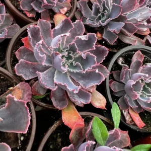 Echeveria Neon Breaker - Pink Curly Leaves Succulent 4 inch Pot