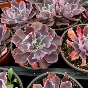 Echeveria Neon Breaker - Pink Curly Leaves Succulent 4 inch Pot
