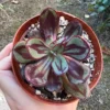 Echeveria Nodulosa Painted Succulent 4'' Rare Rooted Plant