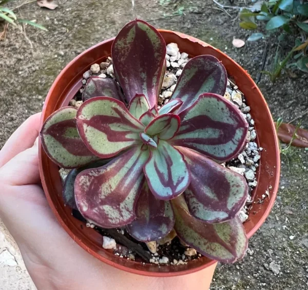 Echeveria Nodulosa Painted Succulent 4'' Rare Rooted Plant