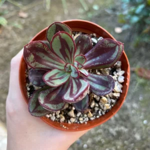 Echeveria Nodulosa Painted Succulent 4'' Rare Rooted Plant