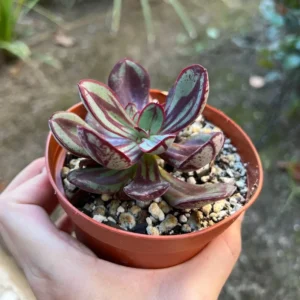Echeveria Nodulosa Painted Succulent 4'' Rare Rooted Plant
