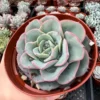 Echeveria Peaches and Cream Atlantis Floral Succulent Live Plant 4'' Pot Desk Plant