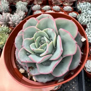 Echeveria Peaches and Cream Atlantis Floral Succulent Live Plant 4'' Pot Desk Plant