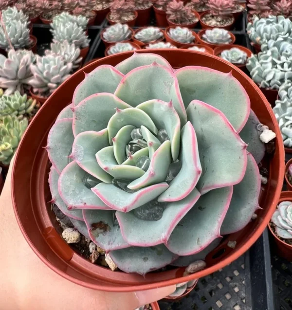 Echeveria Peaches and Cream Atlantis Floral Succulent Live Plant 4'' Pot Desk Plant
