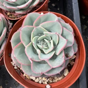 Echeveria Peaches and Cream Atlantis Floral Succulent Live Plant 4'' Pot Desk Plant