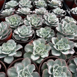 Echeveria Peaches and Cream Atlantis Floral Succulent Live Plant 4'' Pot Desk Plant