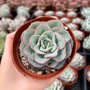 Echeveria Peaches and Cream Atlantis Floral Succulent Live Plant 4'' Pot Desk Plant