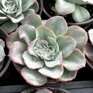 Echeveria Peaches and Cream Atlantis Floral Succulent Live Plant 4'' Pot Desk Plant