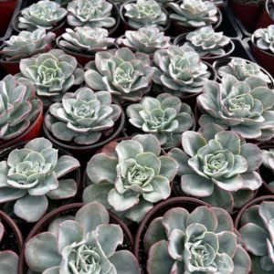 Echeveria Peaches and Cream Atlantis Floral Succulent Live Plant 4'' Pot Desk Plant