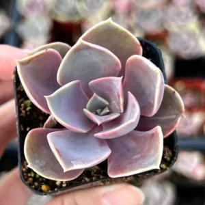 Echeveria Perle von Nurnberg Live Plant - 2 Inch Purple Succulent
