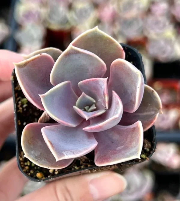 Echeveria Perle von Nurnberg Live Plant - 2 Inch Purple Succulent